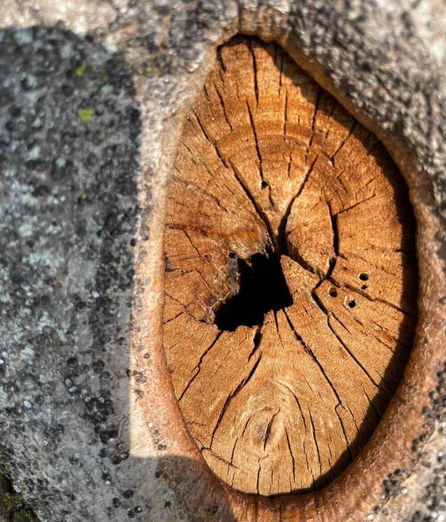 Luckily, correcting the issue early enough can prevent any serious harm from being afflicted on the tree.
