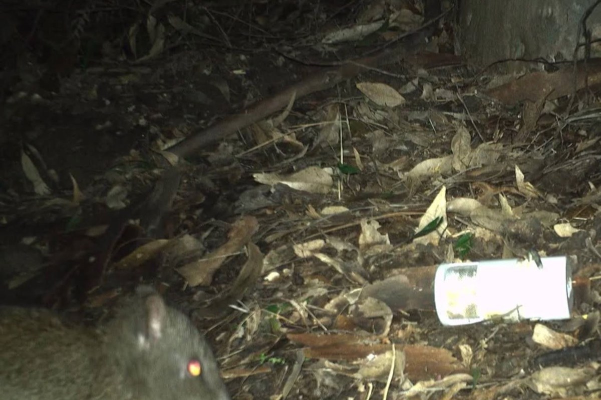 This special sighting has underscored the importance of trail cameras in wildlife monitoring.