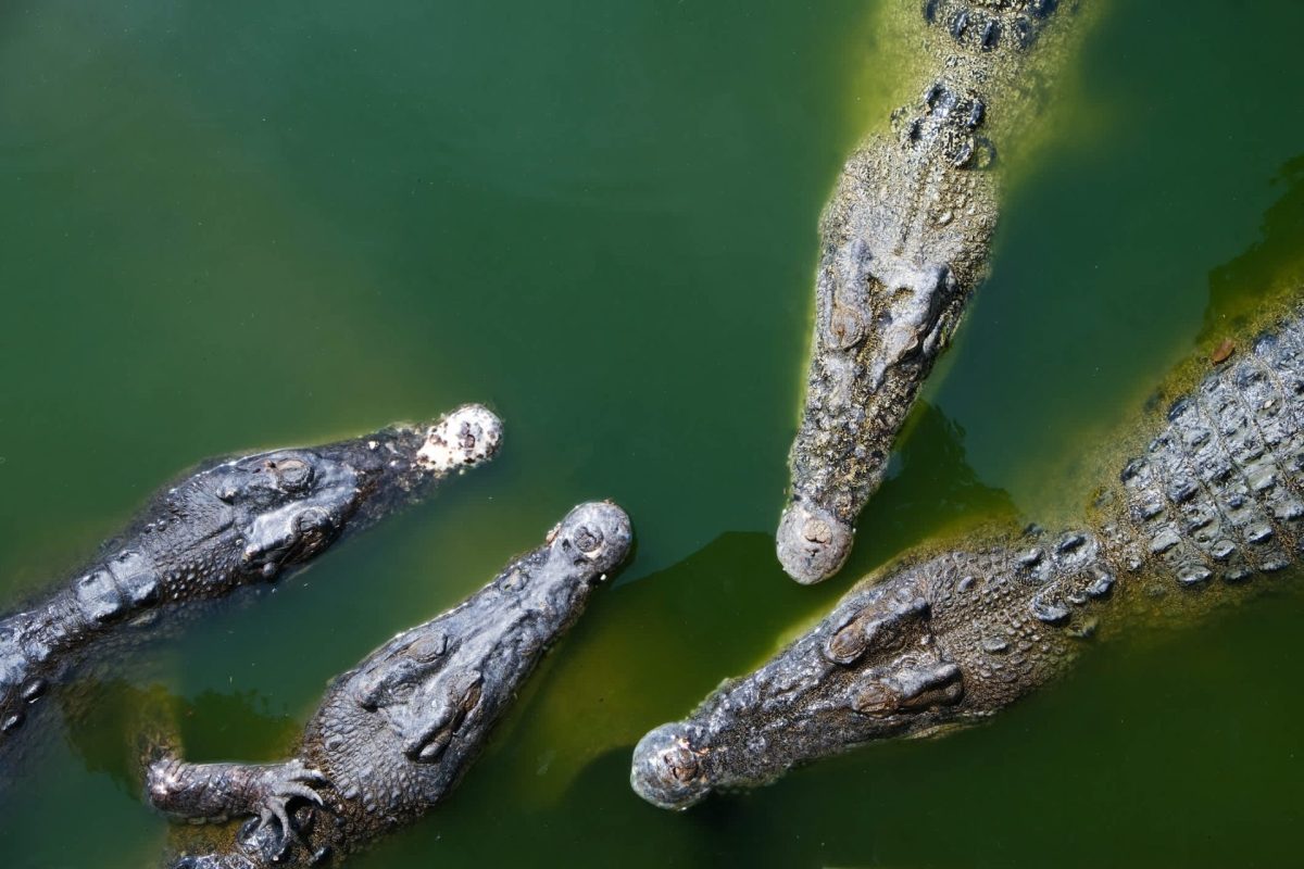 This conservation success mirrors many other stories, proving that industries and communities can work together.