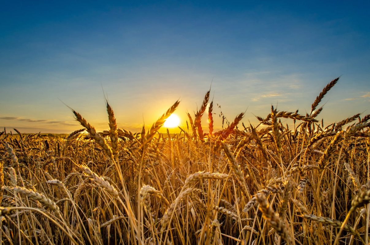 Amid extreme weather and trade pressures, Canadian farmers are looking for ways to adapt.