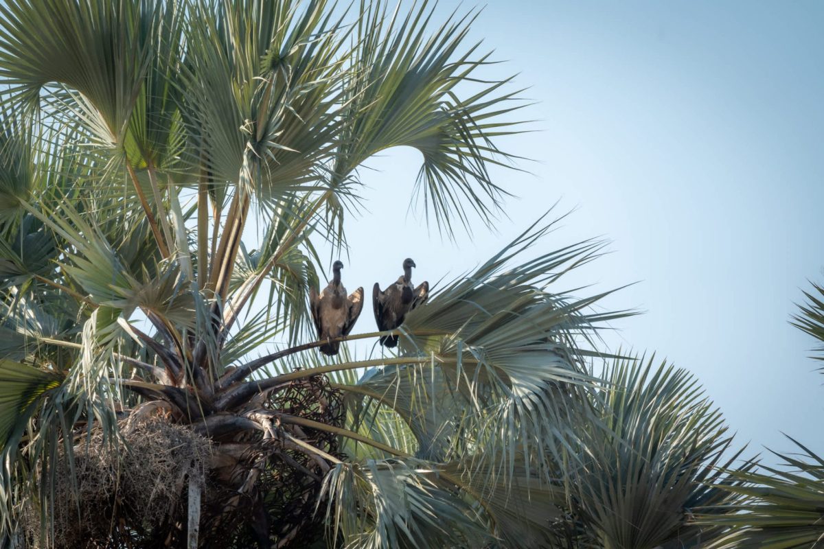 “The balance is being restored to its former natural state."
