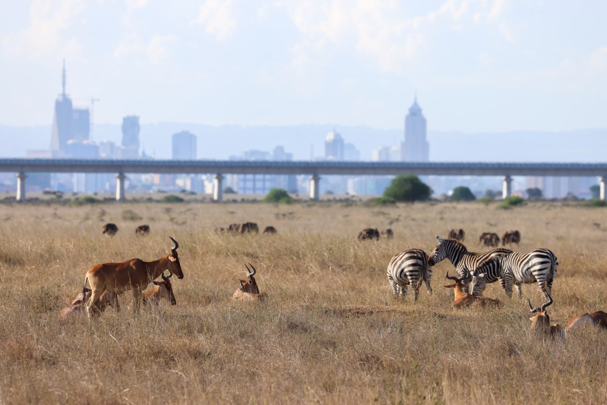 "Protecting grasslands isn’t just conservation — it’s a path to coexistence."