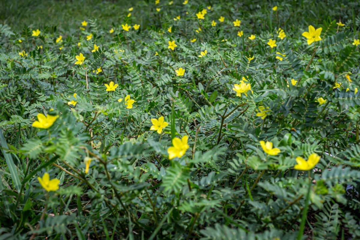"Our goal is not just to remove these harmful plants but to create a sustainable environment."