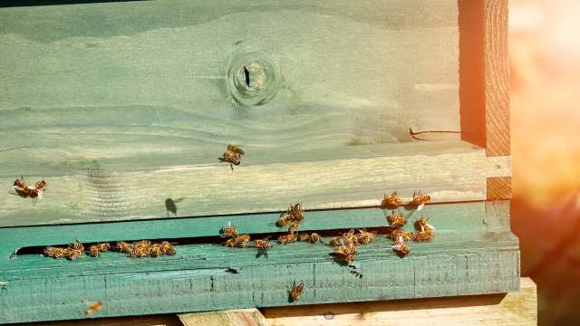 The study included interviews with 589 beekeepers.