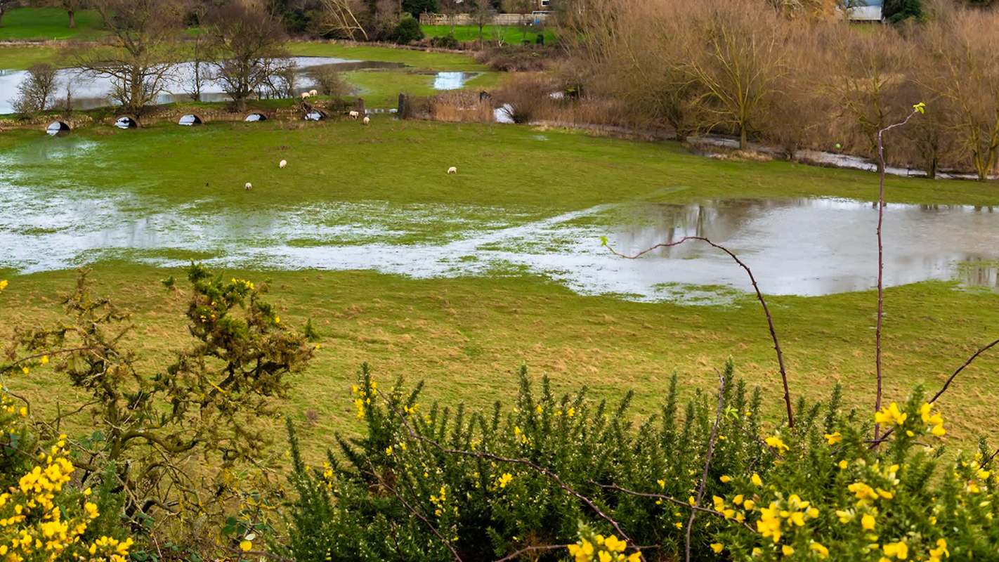 The damage has been described as a "disaster" for rare plants and fragile fauna.