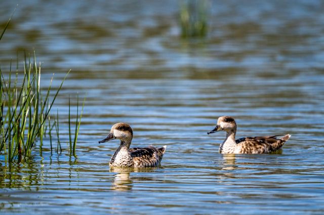"One of the most important ecosystems in the fight against climate change."