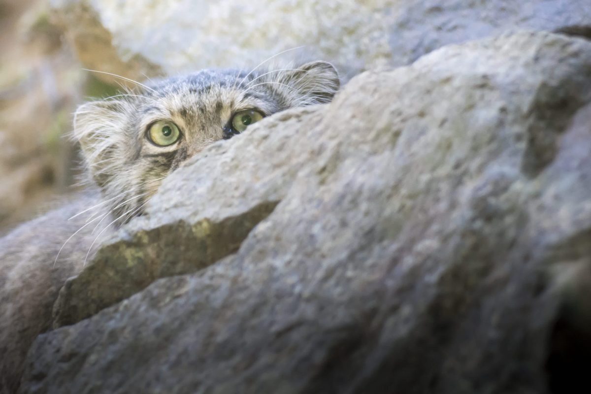 Researchers caught the animals on three camera trap sites at elevations reaching up to 13,500 feet.