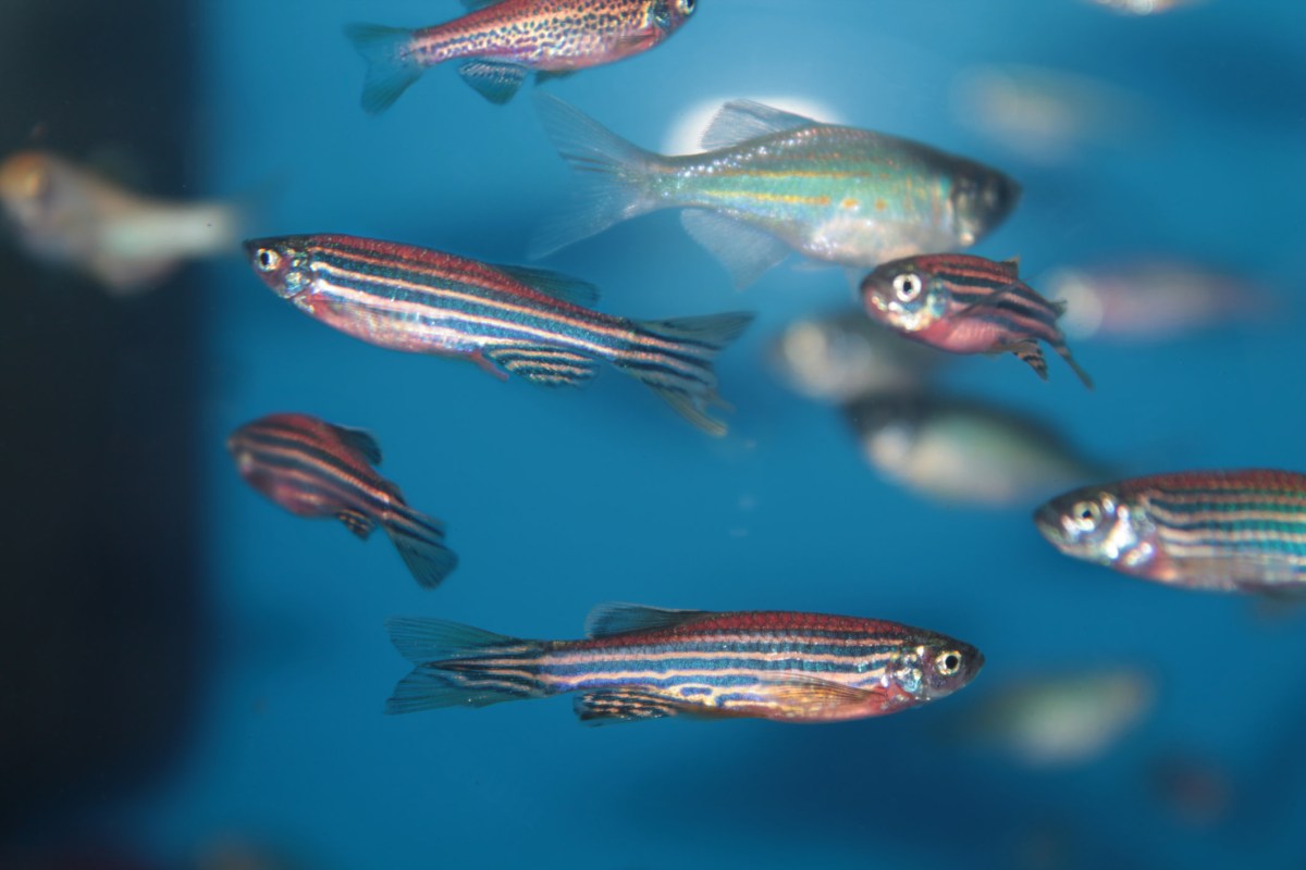 "Environmental stressors often co-exist in the real world."