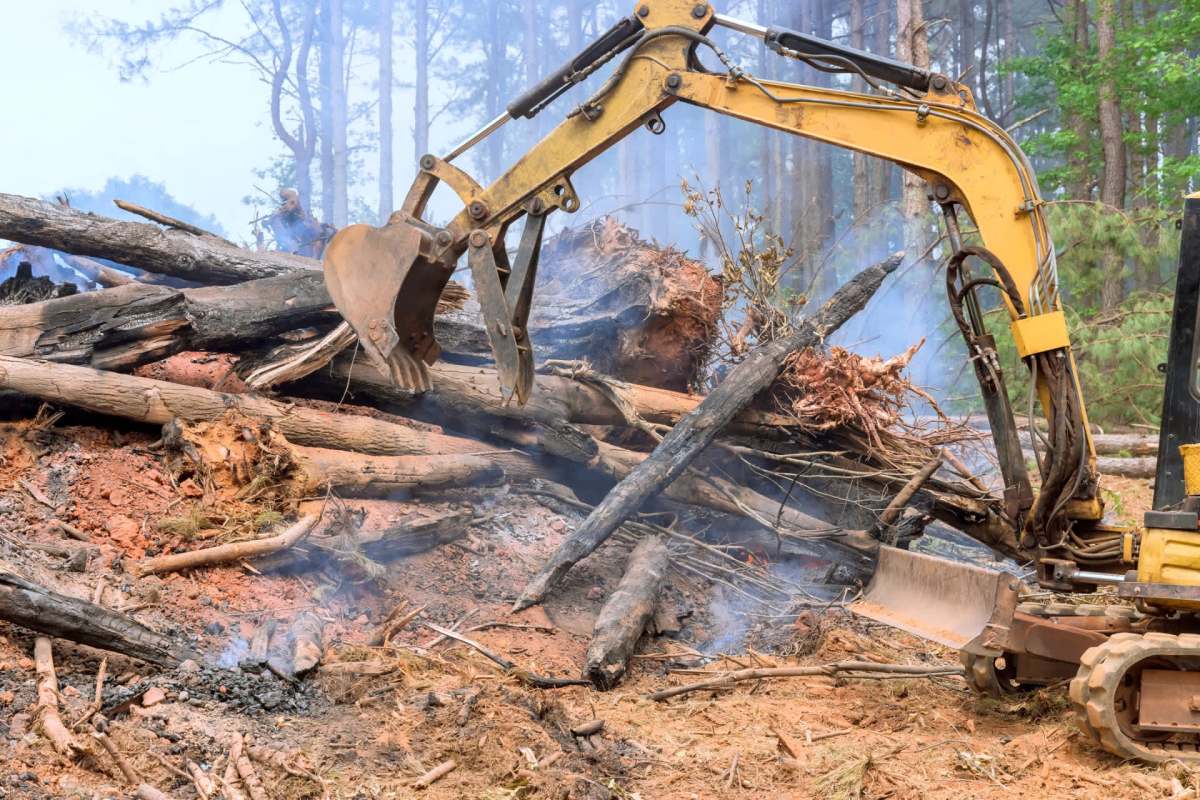 "While it may look different now, in a few years, this space will be a thriving forest once again."