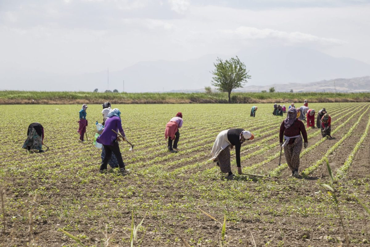 Traditional seasonal crops such as watermelons, tomatoes, and citrus fruits are on their way out.