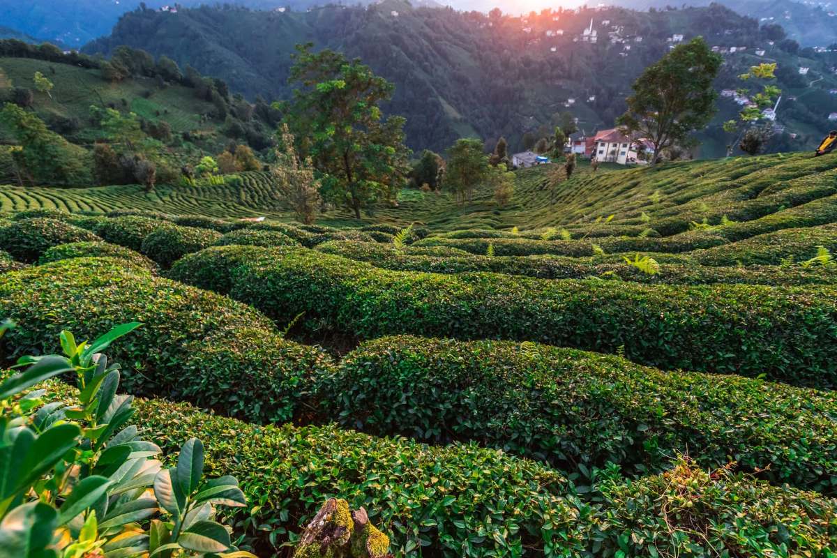 In addition to impacts on the local economy, the consequences could be felt globally too.