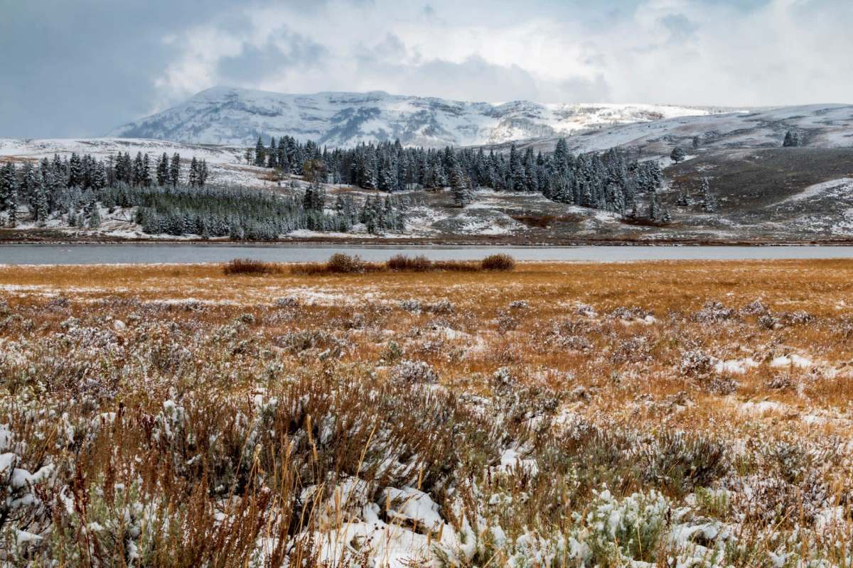 "The restoration of wolves and other large predators has transformed parts of Yellowstone."