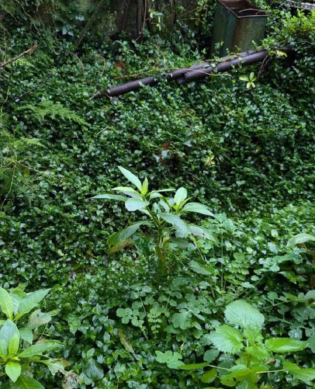 "There is stuff growing everywhere."