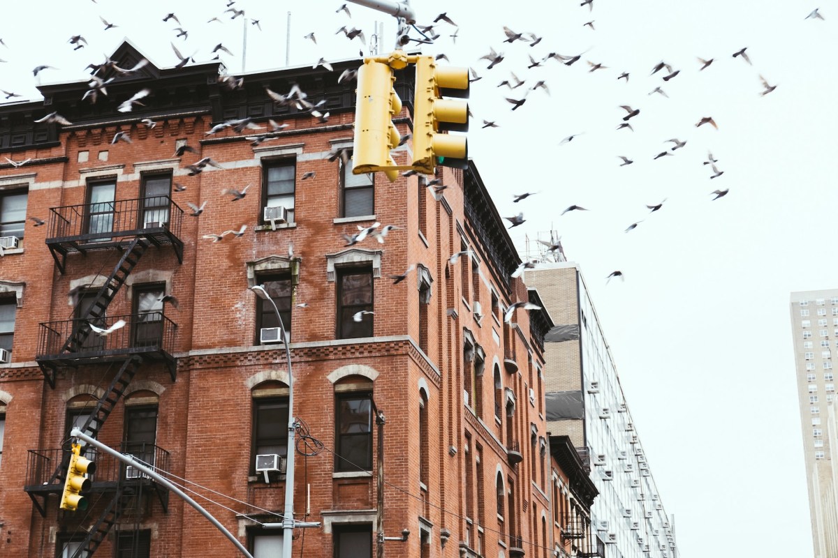 Some city planners are working to make urban spaces more wildlife-friendly.