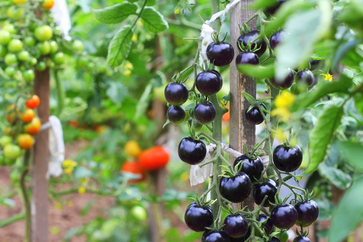 "The search for natural compounds to counteract these harmful effects is ongoing."