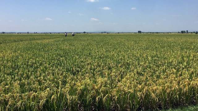 Scientists do this kind of research to protect the plants we eat.