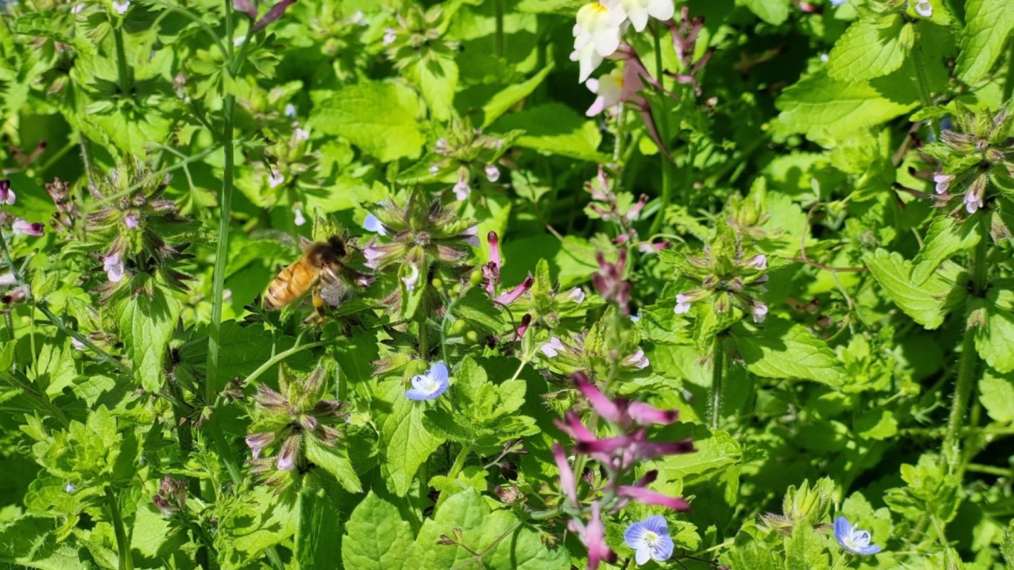 "You can literally hear those plants buzzing all summer."