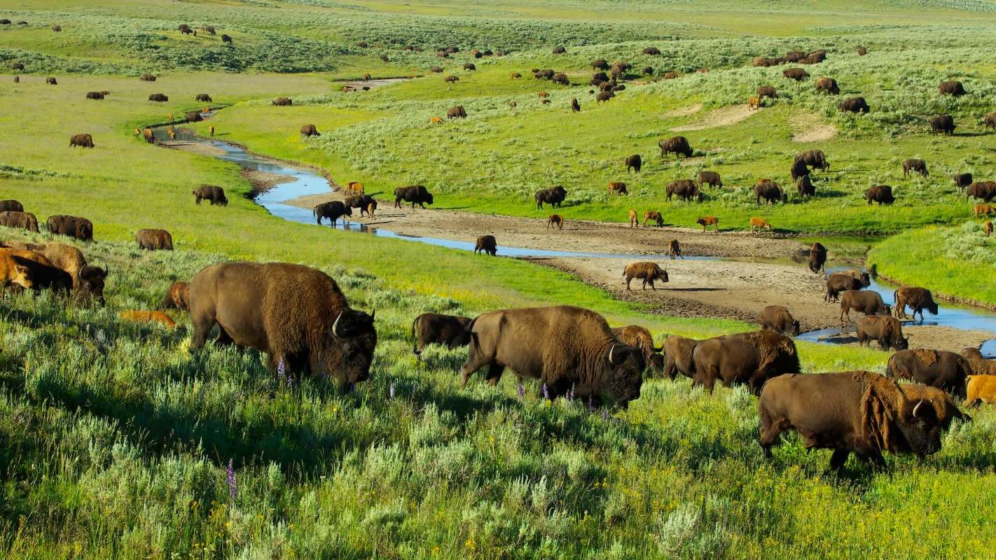 Yellowstone is the only place in the United States where bison have lived continuously since the prehistoric age.
