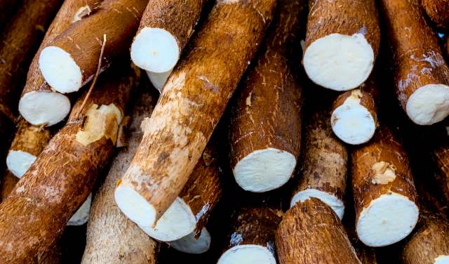 "Stories and myths linked with crops are a strong part of Indigenous cultures."