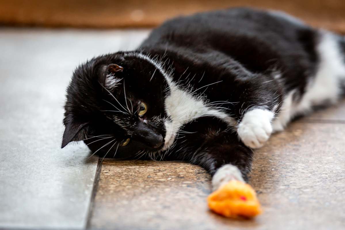 This hack can help you save money on expensive cat toys.