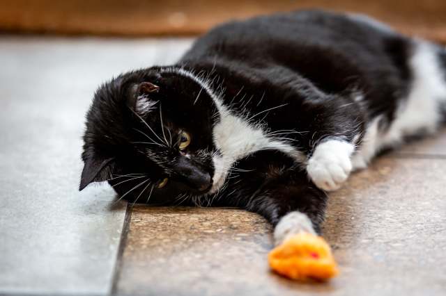 This hack can help you save money on expensive cat toys.