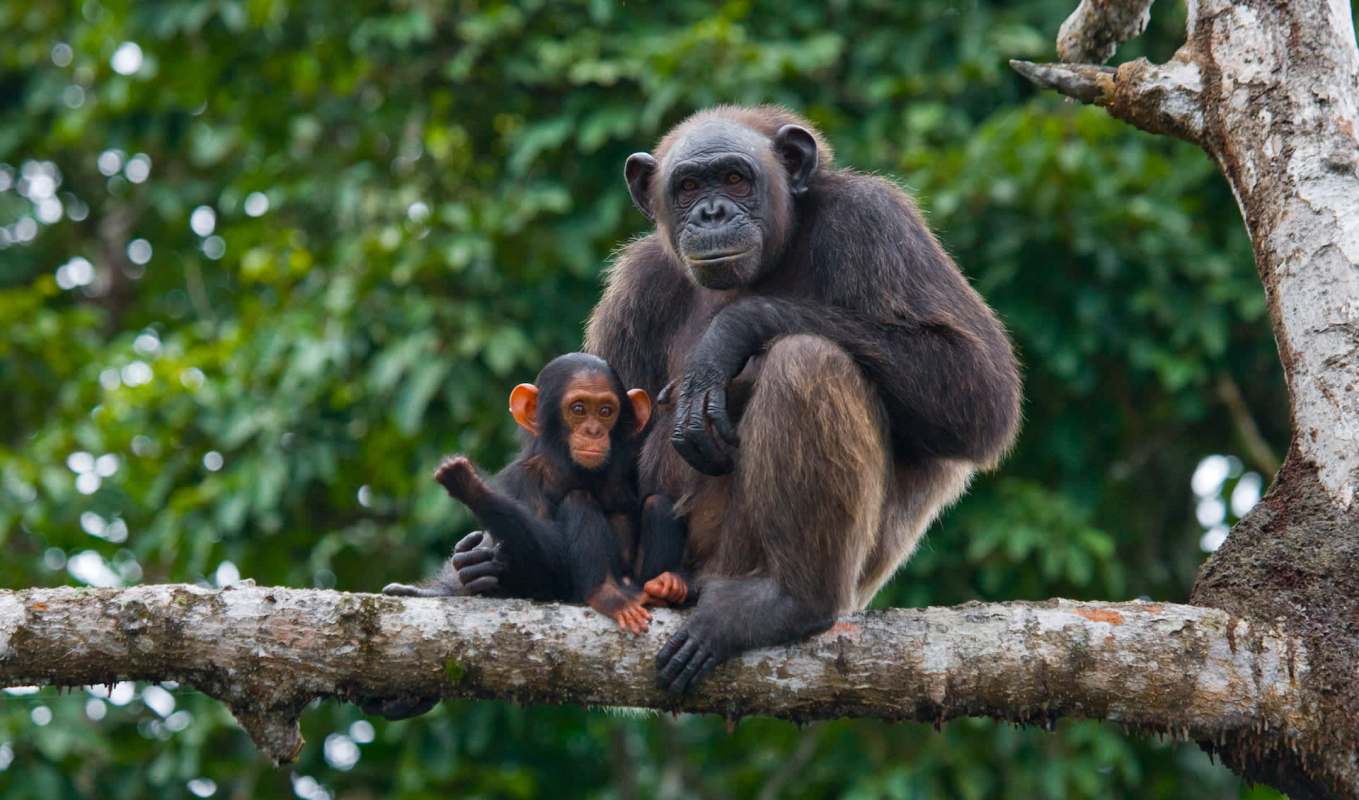 Male chimpanzees use specific mating request gestures.