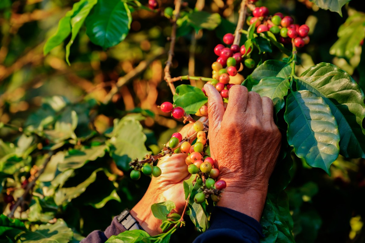 "Thanks to the project, we are now experiencing increased income from coffee agroforestry."