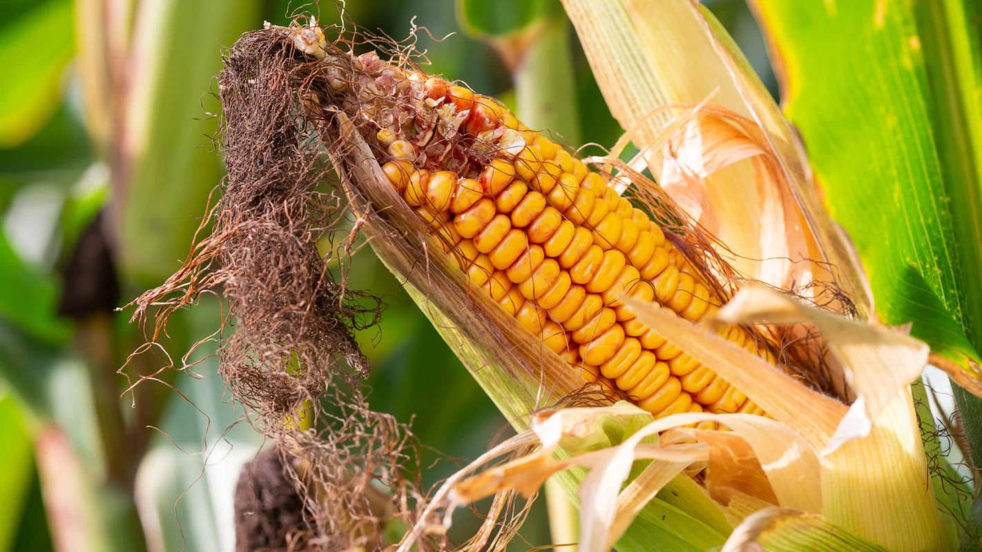 The study has highlighted the importance of finding solutions to the effects of the climate crisis on our food production.
