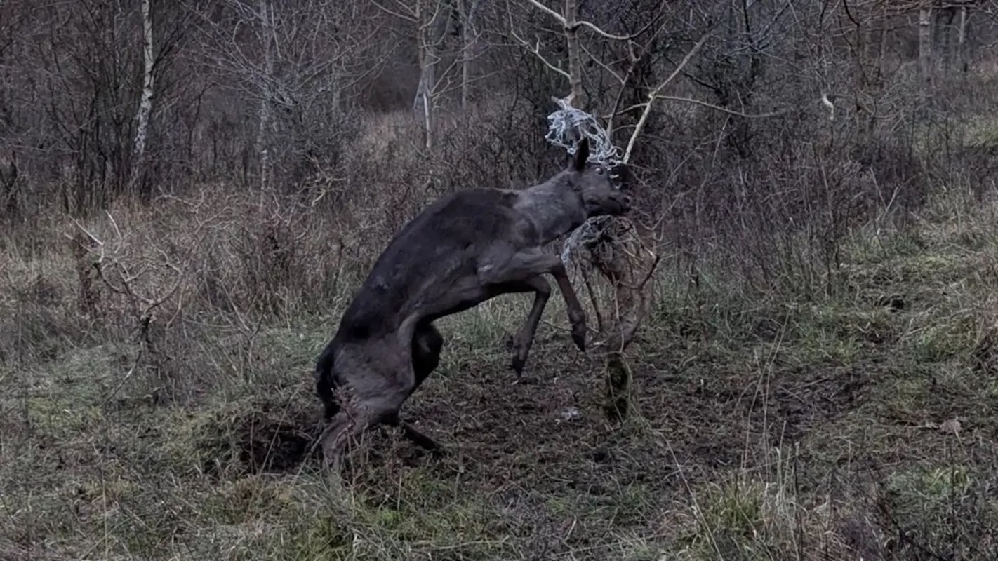 "It's always the best part of the job to see such a beautiful, powerful animal finally free."