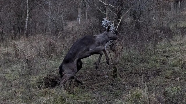 "It's always the best part of the job to see such a beautiful, powerful animal finally free."