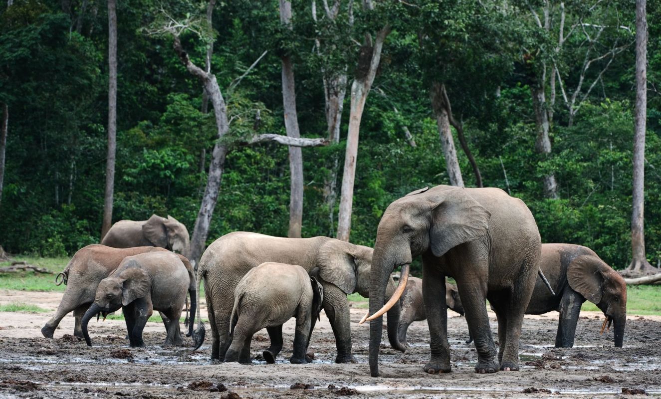 forest elephants