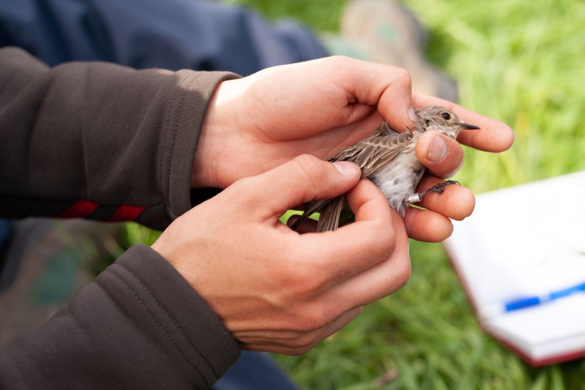 They analyzed samples from 25 migratory birds and also from 30 shellfish in areas where they often eat.