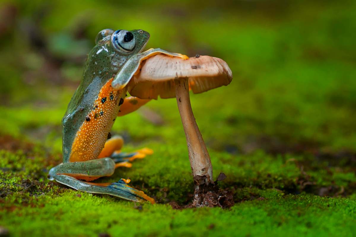 The presence and health of frogs and toads are indicators of a healthy ecosystem.