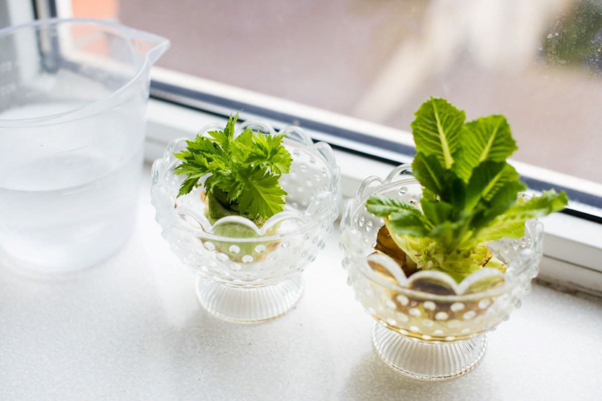 It doesn't require any outdoor space, and it's something anyone can try.