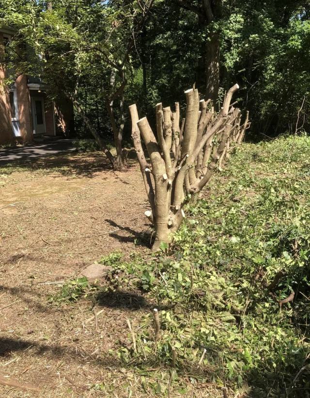"The HOA decided my neighbor's privacy hedge was an eyesore."
