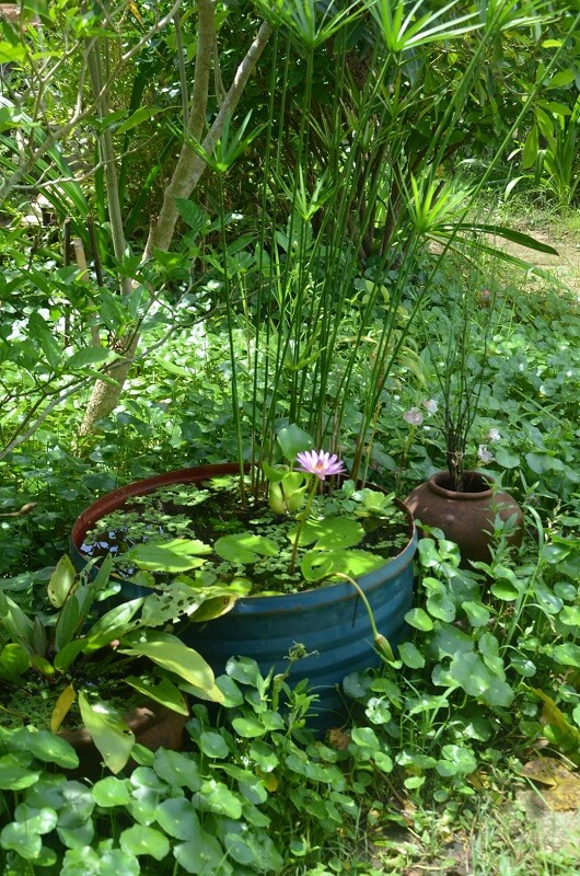 "Oh to be a frog and sit there."