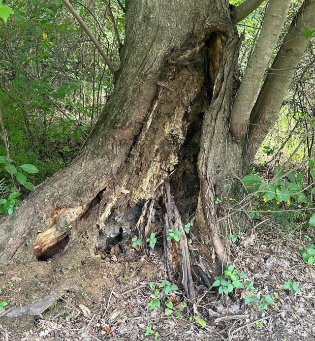 Falling trees can cause damage.