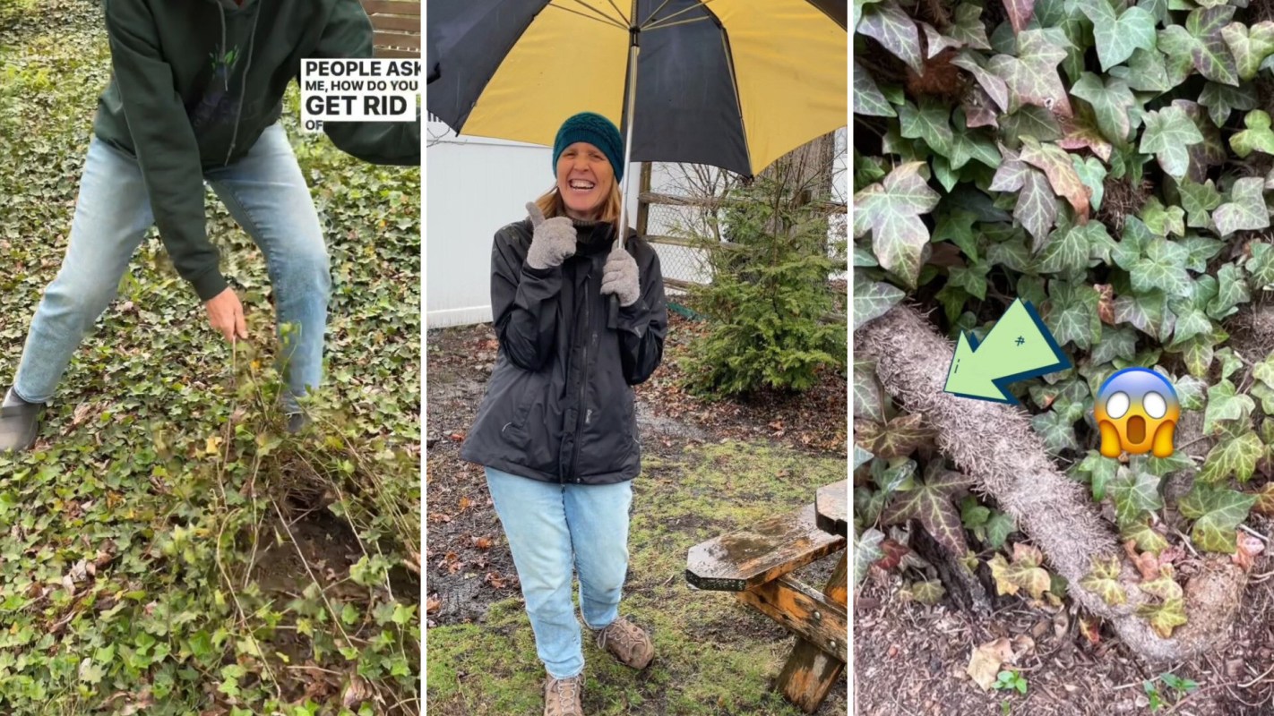 "It can totally take over yards and make it impossible to grow anything in that location."