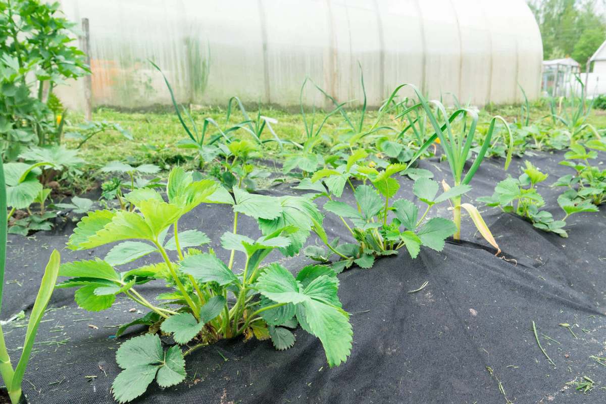 "It’s going to tear, deteriorate, and become enmeshed in the ground."