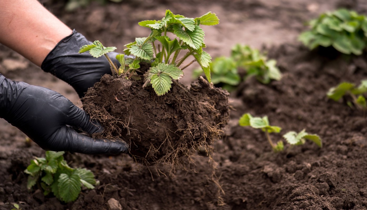 It is generally seen as a no-go for gardeners.