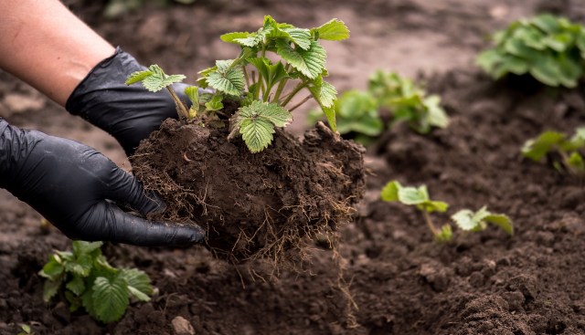 It is generally seen as a no-go for gardeners.