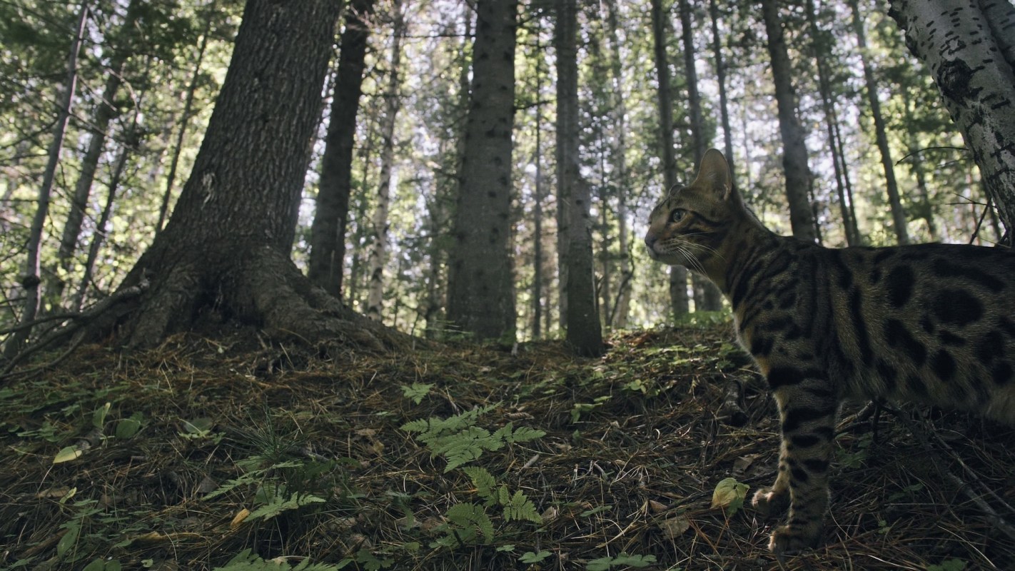 Since the presence of human researchers can disrupt or scare wildlife, trail cameras can catch nature at its uninterrupted best.