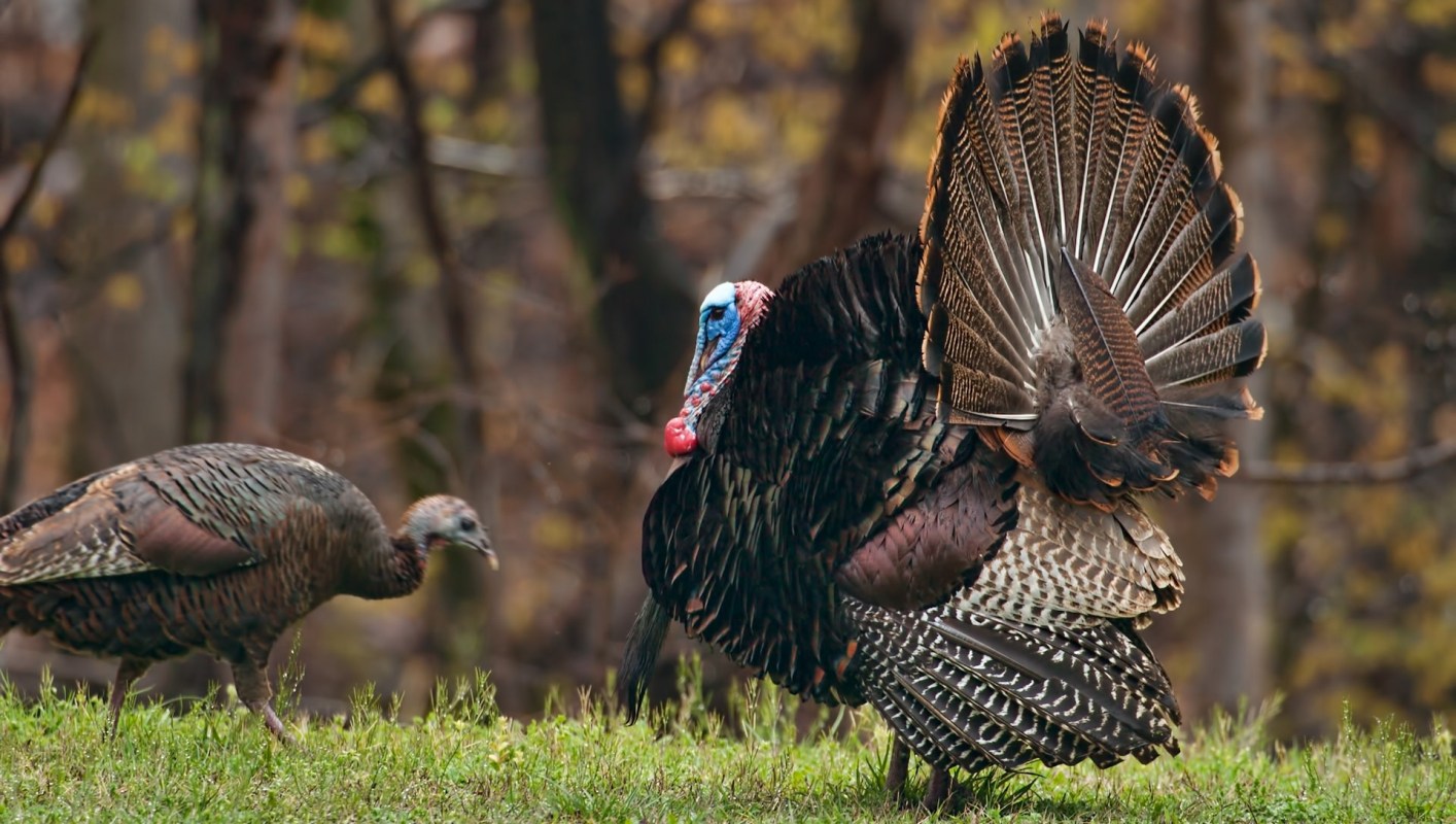 "Birds serve as important indicators of environmental conditions."