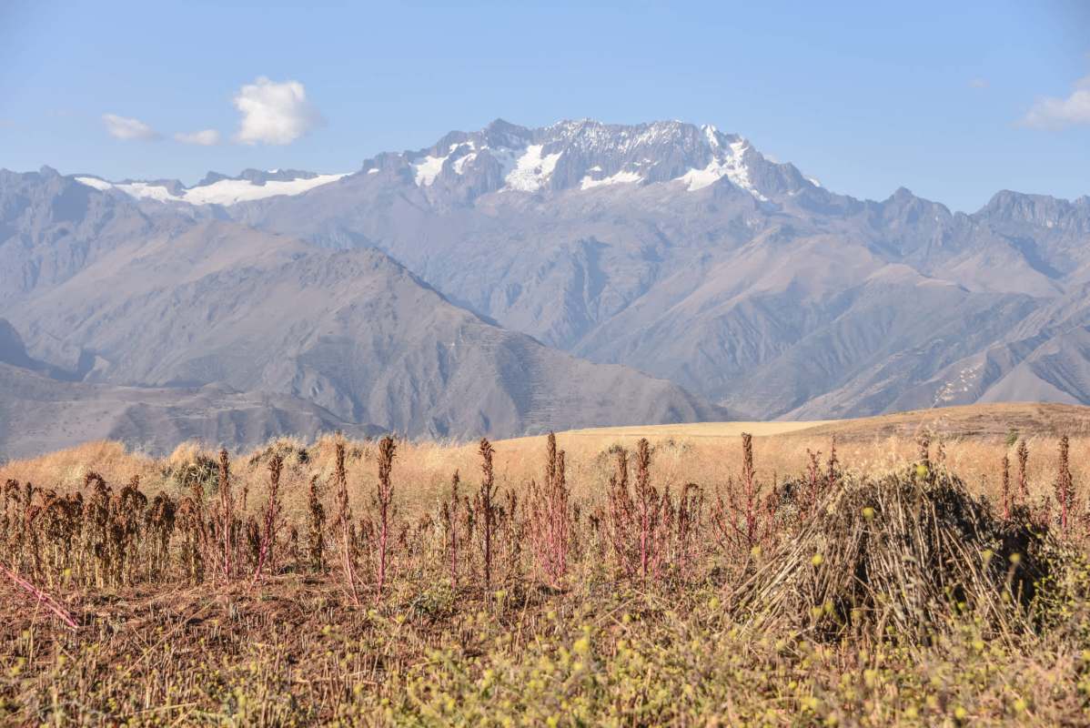 "Field surveys in neighboring regions ... could help delineate its range."