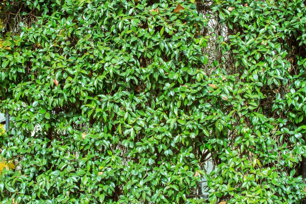 Managing invasive species can keep our environment healthy and reduce costly land maintenance.