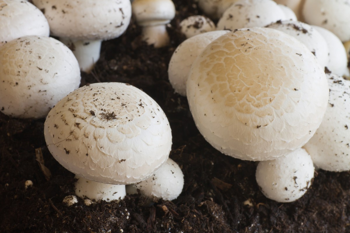 The process can make up for "less-than-ideal" environmental conditions.