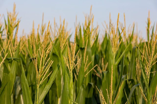 The findings may mean farmers can grow healthier crops in drought-prone or nutrient-poor lands.