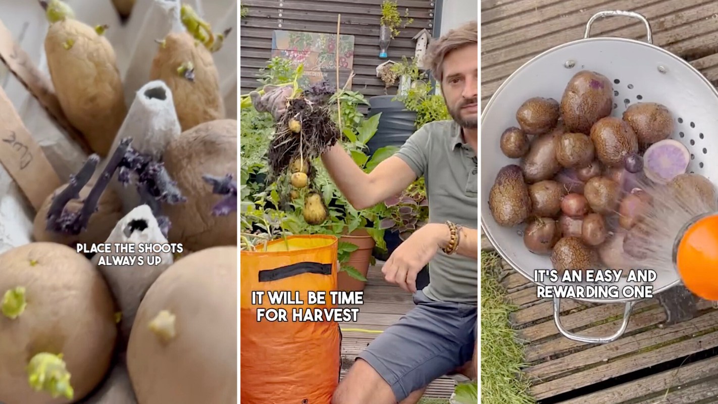 "I knew growing potatoes was easy ..."