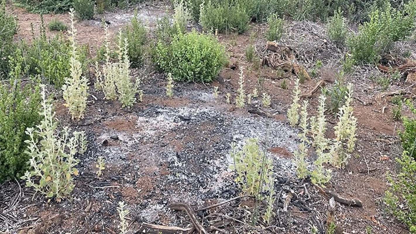This success has underscored the importance of taking a multi-tool approach to land management.