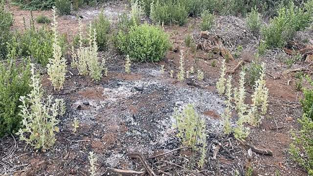 This success has underscored the importance of taking a multi-tool approach to land management.
